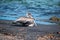 Pelican with elegant look perched