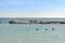 Pelican family swimming in the caribbean sea