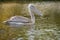 Pelican feeding on water reflection South Africa