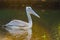 Pelican feeding on water reflection South Africa