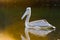 Pelican feeding on water reflection South Africa