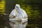 Pelican feeding on water reflection South Africa