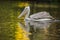 Pelican feeding on water reflection South Africa