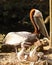 Pelican with fighting babies