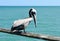 Pelican on fishing pier