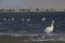 Pelican and flamingo, Namibia