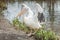 Pelican flapping wings