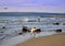 Pelican flaunting wings on beach