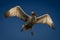 Pelican flies in blue sky lifting wings