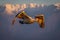 Pelican flies in Golden Hour by mountains