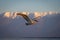 Pelican flies in Golden Hour near mountains