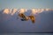 Pelican flies in Golden Hour past mountains