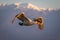 Pelican flies in golden light by mountains