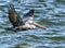 A Pelican flies low to the water in hopes of catching a fish