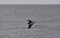 Pelican Flies Over Grey Ocean