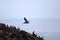 Pelican flies over the rock. Seals and cormorants rest on the rock.