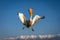 Pelican flies spreading wings and lifting beak
