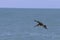 Pelican in flight 1 in Florida