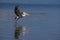 Pelican in flight