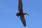 Pelican in flight 5 in Florida