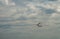 Pelican flight, Danube Delta, Romania