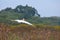 Pelican flight - Lake Naivasha (Kenya - Africa)