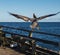 Pelican in Flight Lands on Pier