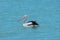 Pelican floating around in Shark Bay Western Australia