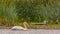 Pelican floating in the shiny water of Lake Utah