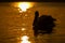 Pelican floats silhouetted on lake at sunrise