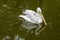 Pelican floats on the surface of the green pond in a zoo