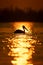 Pelican floats on water silhouetted at sunrise