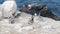 Pelican flock, colony of bird, seal or sea lion, rock by ocean water, California