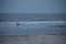 Pelican with a flock of Gulls on Sullivan`s Island Sc