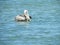 Pelican in Florida