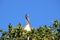 Pelican in the Florida Everglades
