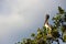 Pelican in the Florida Everglades