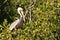 Pelican in the Florida Everglades