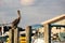 Pelican in the Florida Everglades