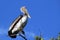 Pelican in the Florida Everglades