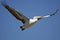 Pelican flying