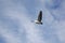 Pelican Flying against cloudy sky