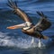 pelican flying close to boat