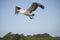 Pelican flying low