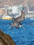 Pelican flying off Los Arcos cliffs to catch a fish near Lands End in Cabo San Lucas Baja Mexico