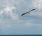 Pelican flying over Atlantic Ocean , Miami Beach, Florida, shorebird