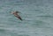 Pelican flying over Atlantic Ocean, Miami Beach, Florida, shorebird