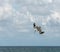 Pelican flying over Atlantic Ocean, Miami Beach, Florida, shorebird