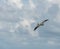 Pelican flying over Atlantic Ocean, Miami Beach, Florida, shorebird