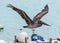 Pelican flying over the bay of Santa Cruz Island, Galapagos